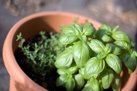 basil and thyme